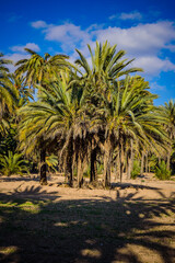 Fototapeta na wymiar Palm trees in a city park. Elche, province of Alicante. Spain