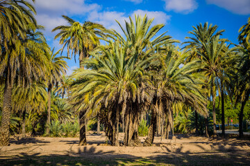 Fototapeta na wymiar Palm trees in a city park. Elche, province of Alicante. Spain