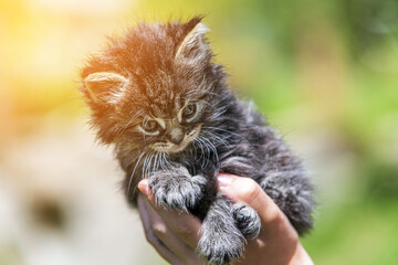Naklejka na ściany i meble Little kitten in female hands