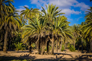 Naklejka na ściany i meble Palm trees in a city park. Elche, province of Alicante. Spain
