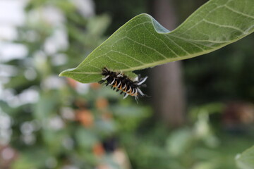 caterpillar on leaf