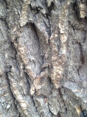 grey surface of tree texture