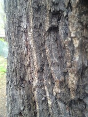 grey surface of tree texture