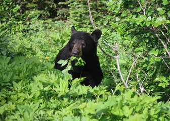 Fototapeta premium black bear in the woods