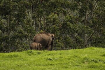 Fototapeta premium elephant 