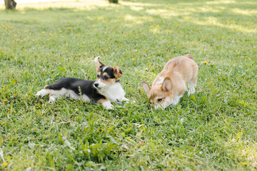 Corgi puppies in a Sunny sunset on a green background