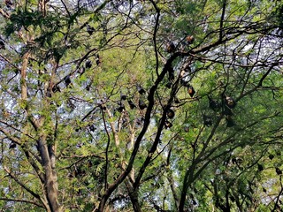 Bat's in a Tree