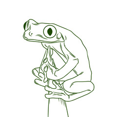 Red-eyed tree frog line drawing
