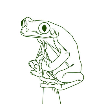 recommend clip art: Red-eyed tree frog line drawing
