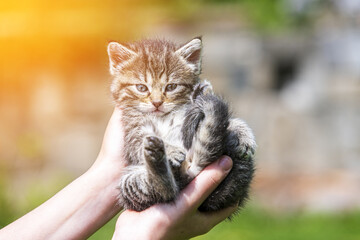 Little kitten in female hands