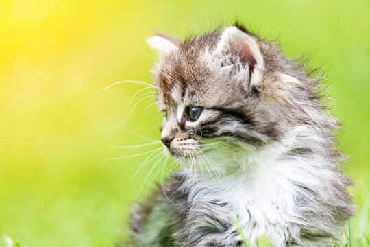 kitten in the green grass
