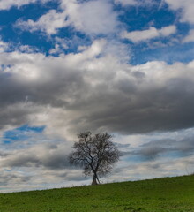 Obraz premium Albero solitario sulla collina