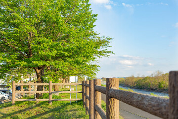 Trees with green leaves standing beside the river