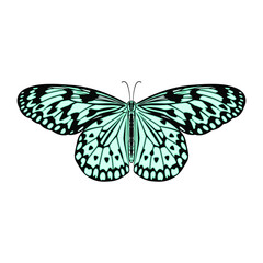 Obraz na płótnie Canvas Butterfly isolated colorful vector illustration.