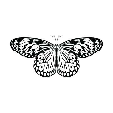 Butterfly isolated line art vector illustration. Hand drawn doodle coloring book page