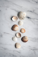 seashells on a marble background, top view. The concept of relaxation, vacation and summer