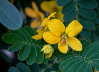 yellow flower in the garden