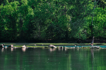 Blue Heron on the French Broad River in Tennessee