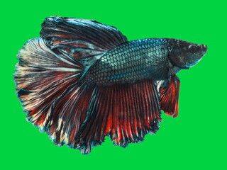 Obraz premium Beautiful colours of Siamese Fighting Fish Betta