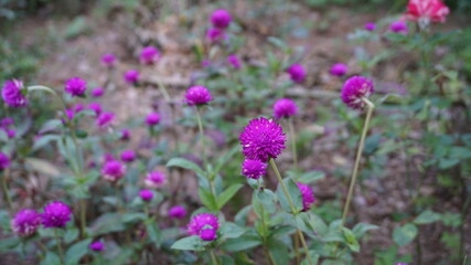Purple Chrysanthemum Flower Yard