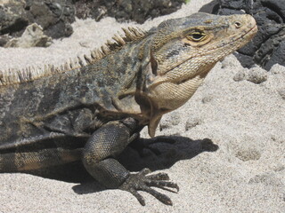 Manuel Antonio, Costa Rica