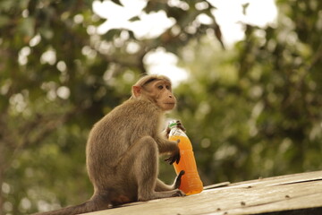 monkey having a cool drink