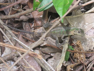 Manuel Antonio, Costa Rica