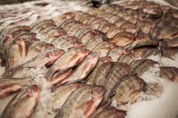 fresh chilled fish on the counter