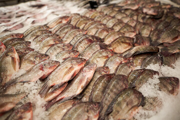fresh chilled fish on the counter