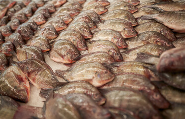 fresh chilled fish on the counter