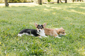 Corgi puppies in a Sunny sunset on a green background