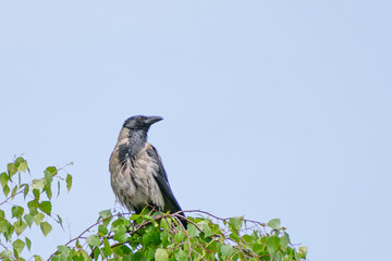 A crow sits on the top of a birch tree