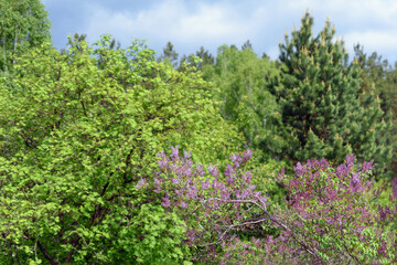 Fototapeta na wymiar A branch of Persian lilac against the background of deciduous and coniferous trees