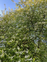 blooming apple tree