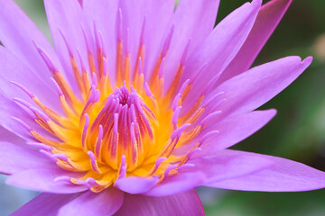 Macro shoot fresh blooming purple pink lotus with yellow pollen flower in water pond close-up.