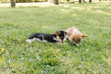 Corgi puppies in a Sunny sunset on a green background