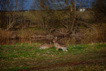 Hares couple