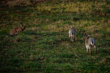 Hares