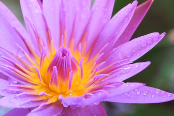 Macro shoot fresh blooming purple pink lotus with yellow pollen flower and drops of water after the rain in water pond close-up.