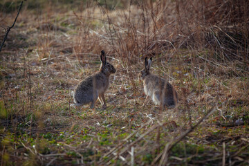 Hares