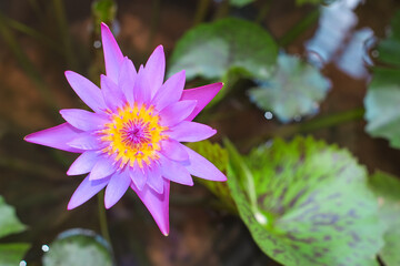 Macro shoot fresh blooming purple pink lotus with yellow pollen flower in water pond top view close-up.