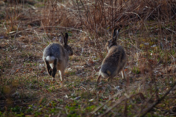 Hares running