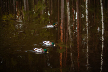 Ducks