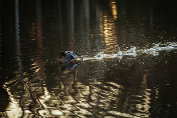 Common goldeneye