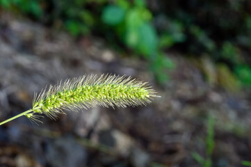 the blade of a grass