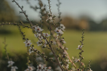 wild flowers at sunset