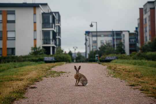 Hare in Finland