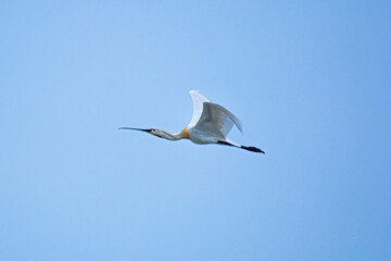 great blue heron in flight