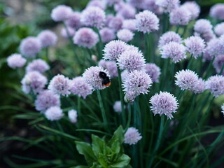 Background of agricultural vegetation.Natural healthy food.Flowers of decorative onion with a bumblebee on the flower.
