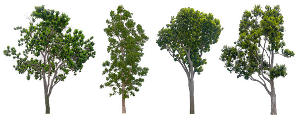 Obraz premium Collection Beautiful Trees Isolated on white background , Suitable for use in architectural design , Decoration work , Used with natural articles both on print and website.